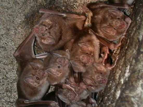 Vampire-Bats