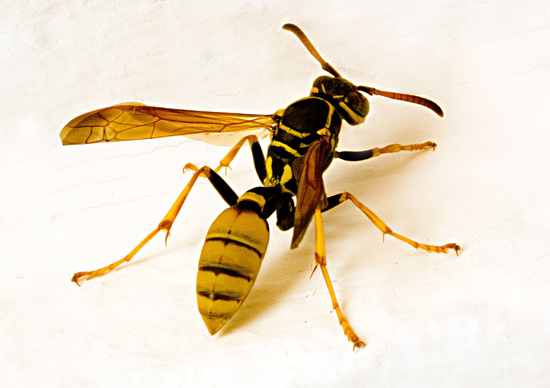 Wasp1