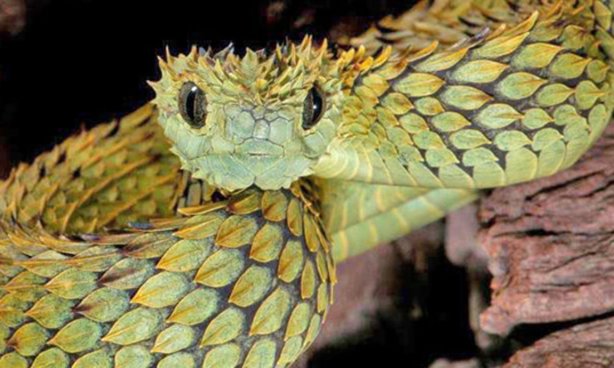 Amazing Pictures Of Snakes   Atheris Hispida 1200x720 