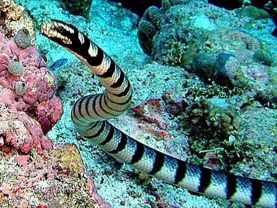Most-Dangerous-Animal-In-The-Sea-Sea-Snake