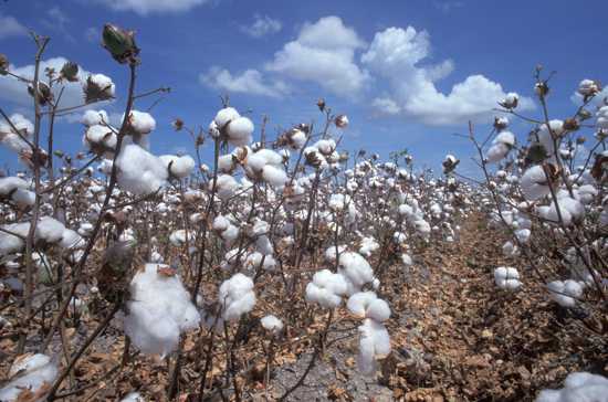 Cotton-From-Usda-Image-Library-K5927-23