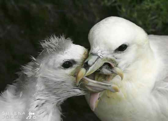 Fulmar Feeding Young Chick