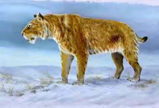 10 Huge Prehistoric Cats - 48