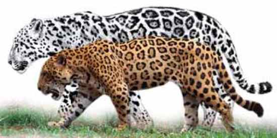 10 Huge Prehistoric Cats - 6