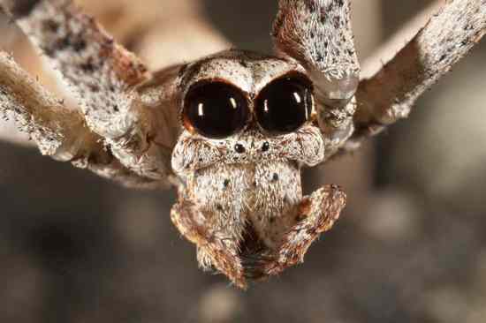 Ogre-Faced Spider Face