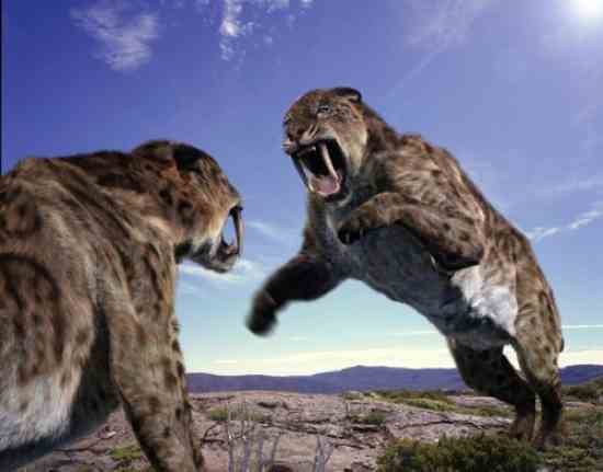 Smilodonsabretoothcat