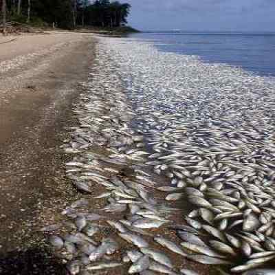 100000-Fish-Found-Dead-Along-Arkansas-River