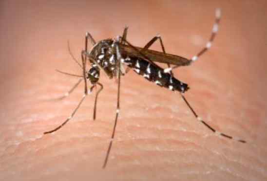 Aedes-Mosquito-1