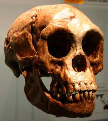 Homo Floresiensis-Wikimedia-Ryan-Somma