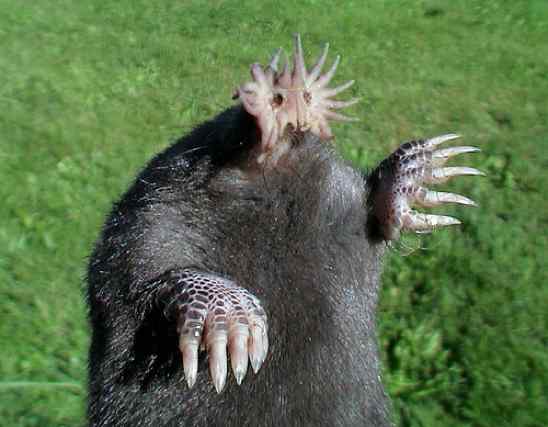 Star-Nosed-Mole