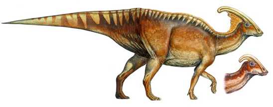 10-Parasaurolophus-Walkeri