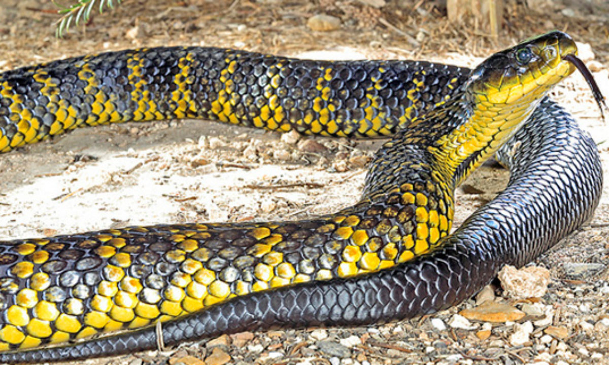 Top 10 Most Venomous Snakes - Listverse