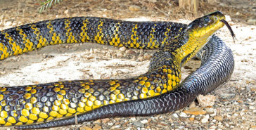 Top 10 Venomous Snakes