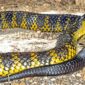 Top 10 Venomous Snakes