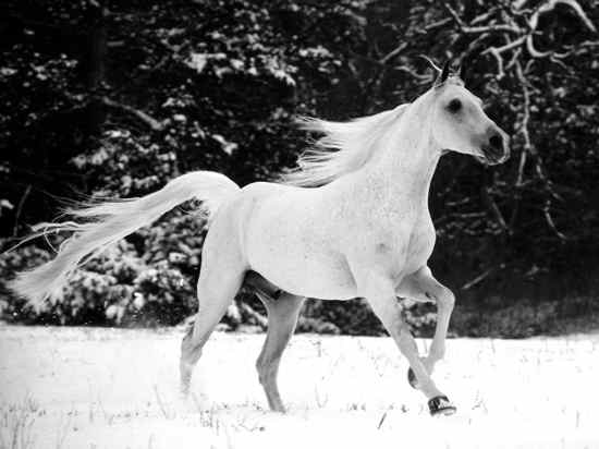 White Horse2