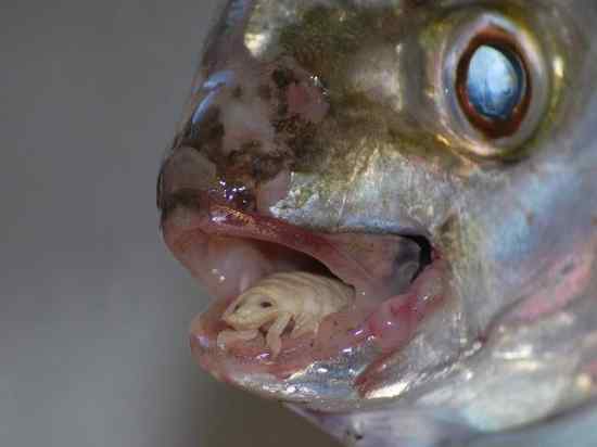 Cymothoa-Exigua-Insect-Parasite-Eats-Fish-Tongue