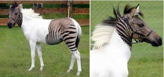 A411 Zebroid