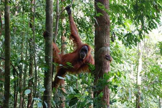 Bukit Lawang-Tropical Rainforest Heritage Of Sumatra-Hd