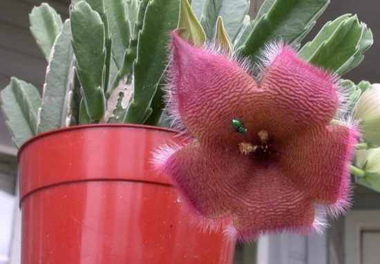 Carrion Plant, Starfish Flower, Starfish Cactus (Stapelia Grandiflora)