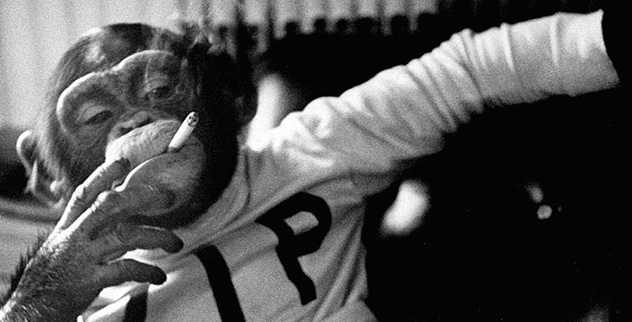 Top 10 Capable Apes - Listverse - Vimarsana News