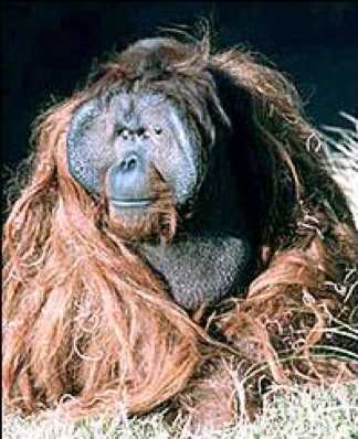 File:Ken Allen Orangutan