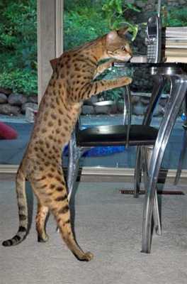 Savannah Cat Standing