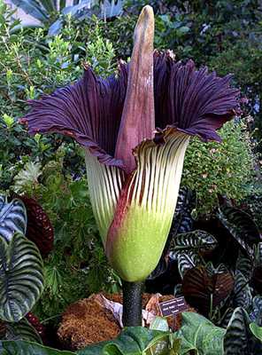 Worlds Largest Flower 6Sfw