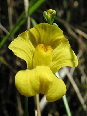 Utricularia Bifloradelaware-Wildflowers