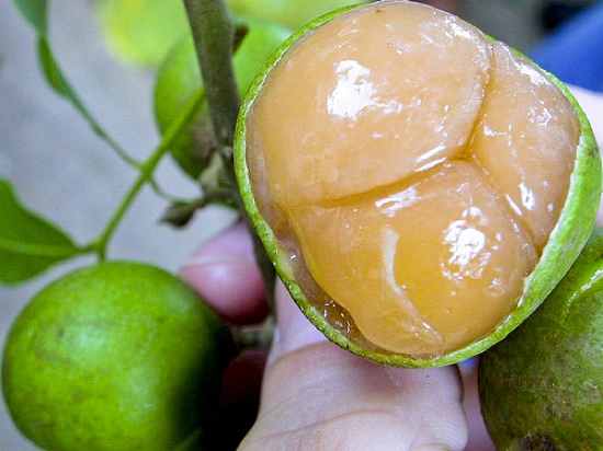 20 More Fruits You Probably Don t Know - 20