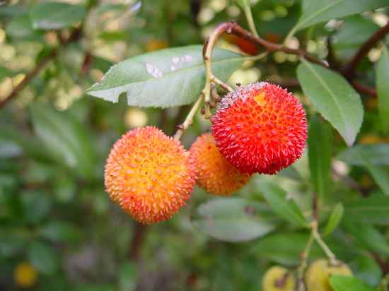 800Px-Arbutus Sp  Fruit