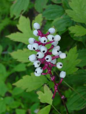 Actaea Pachypoda Older Seed Pods