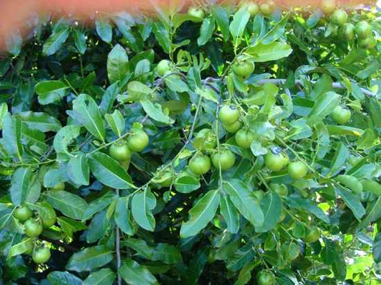 Diospyros Digyna Bback Sapote