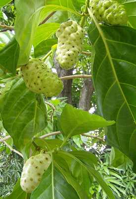 File:Noni Fruit (Morinda Citrifolia)