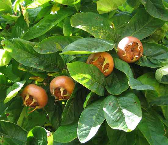 Medlar Pomes And Leaves