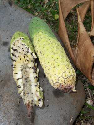 Monstera Deliciosa Ripen Fruit 01