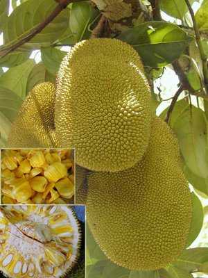 Nangka