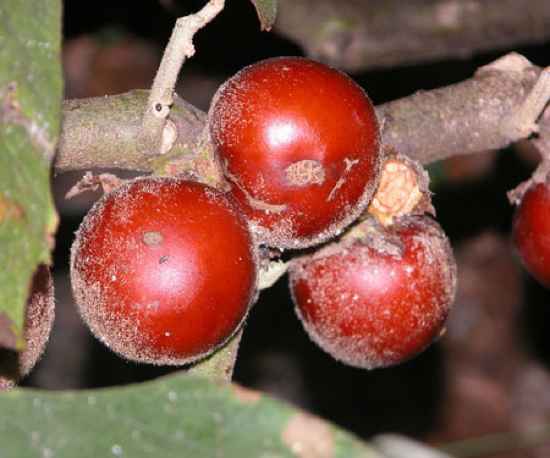 Solanum Sessiliflorum2