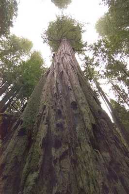 Tallest-Tree-In-The-World