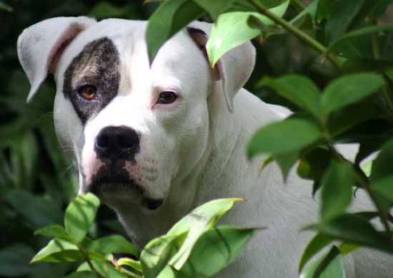 In 1991, the UK banned these four breeds of dogs due to being