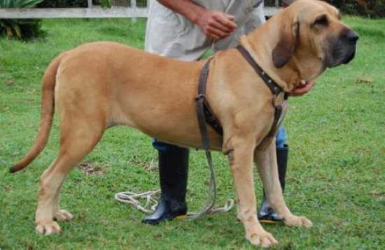 Fila Brasileiro: Why Are They Banned in the UK? - London Updates