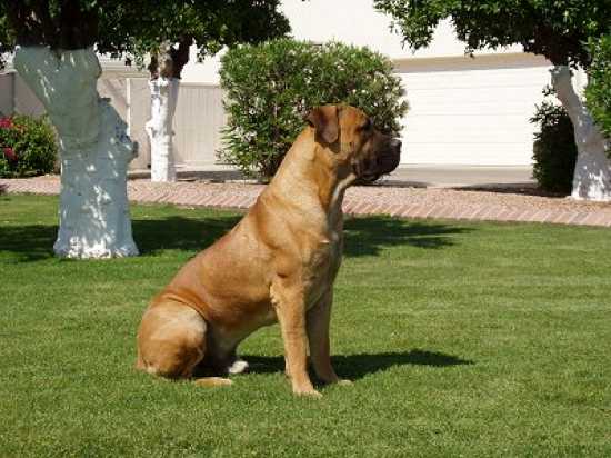 Boerboelteancum%20Full%20Right%20Profile