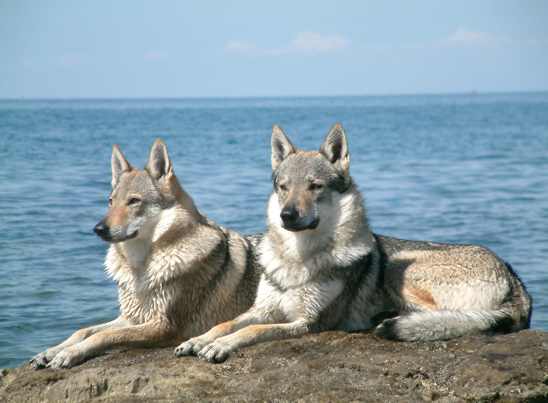 Czechoslovakian Wolfdog Pair