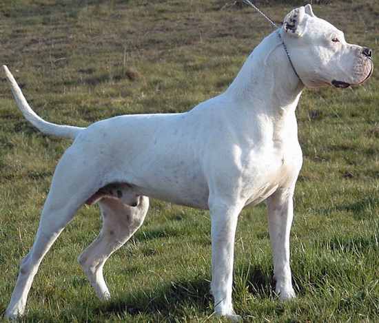 Mts2 Pharaohhound 828248 Dogo Argentino Stacked