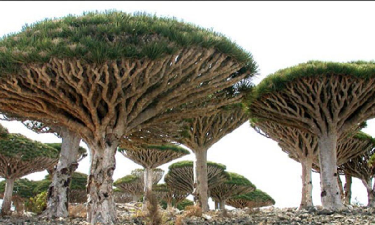 Top 10 Unusual Trees Listverse