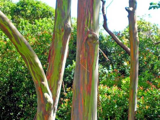 Eucalyptus Deglupta-Trees