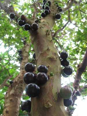 Jabuticaba %281%29