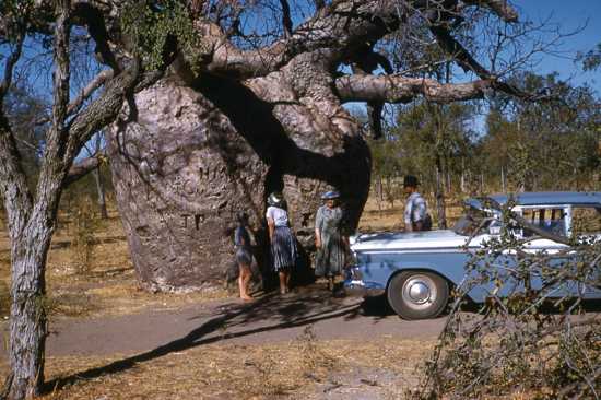 Prison Boab Tree In 1960