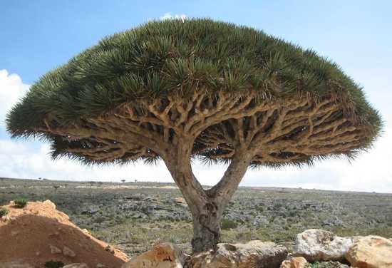 Top 10 Unusual Trees - 86