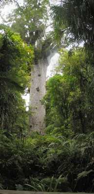 Tane Mahuta