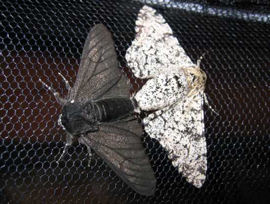 Peppered-Moth-Evolution-Science